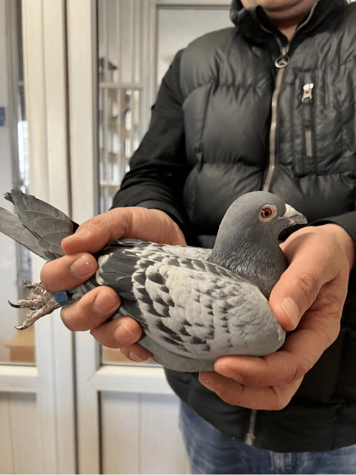 贝博官方网站 -n?B`鴿z借十的简单介绍